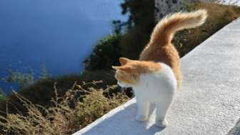 cins kedi mi almaliyim yoksa sokak kedisi mi turkiye nin en iyi blog yazilari turkiye nin en iyi blog yazilari