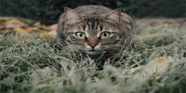 Cins Kedi Turleri Ve Ozellikleri Turkiye Nin En Iyi Blog Yazilari Turkiye Nin En Iyi Blog Yazilari