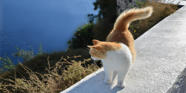 cins kedi mi almaliyim yoksa sokak kedisi mi turkiye nin en iyi blog yazilari turkiye nin en iyi blog yazilari
