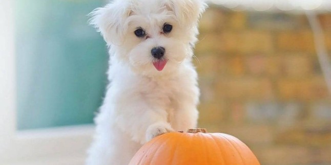 Maltese Terrier Bakimi Zor Mu Turkiye Nin En Iyi Blog Yazilari Turkiye Nin En Iyi Blog Yazilari