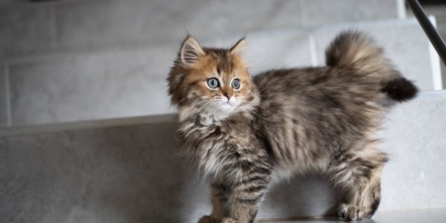 yavru kedi sahiplenmek isteyenlerin dikkat etmesi gerekenler turkiye nin en iyi blog yazilari turkiye nin en iyi blog yazilari