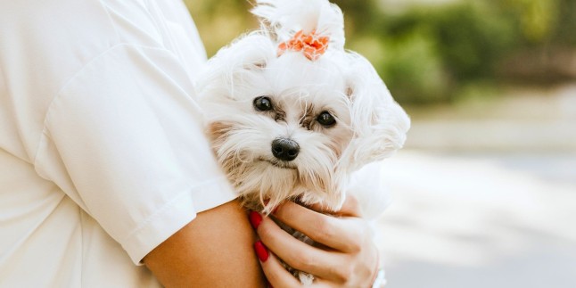 Maltese Terrier Melezi Kopekler Turkiye Nin En Iyi Blog Yazilari Turkiye Nin En Iyi Blog Yazilari