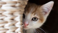 Yetişkin Kedi Mi Yavru Kedi Mi Sahiplenmek İyidir?