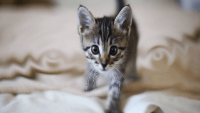 Yavru Kedi Sahiplenme: Yavru Kedinizin Evinizde ilk Günü