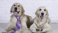 Köpeklerde Cinsiyet: Dişi Köpek – Erkek Köpek Sahiplenmenin Ayrıcalıkları