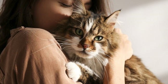Kediler Nasıl Sevilir? Kedi Sevme Yolları