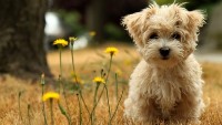 Terrier Köpek Cinsleri ve Özellikleri