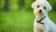 Maltese Terrier İçin Oyun Önerileri