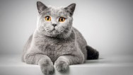 Kedi Sahiplendikten Sonra Nasıl Bakılır: Kedi Bakımının Olmazsa Olmazları