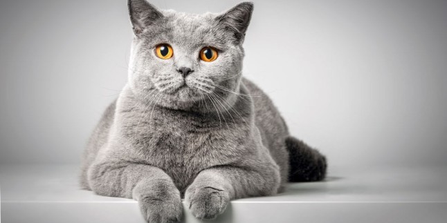 Kedi Sahiplendikten Sonra Nasıl Bakılır: Kedi Bakımının Olmazsa Olmazları