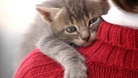 Kedilerin Eve Alışma Süreci: Yavru Kedi Eve Kaç Günde Alışır?