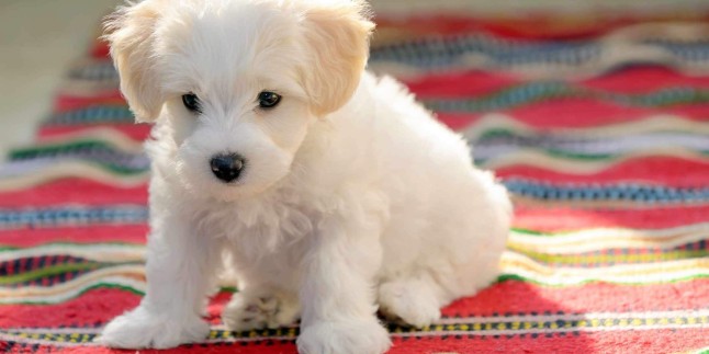 Maltese Terrier Evde Bakmak Zor Mudur?