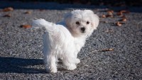 Yavru Maltese Terrier Safkan Olduğu Nasıl Anlaşılır?