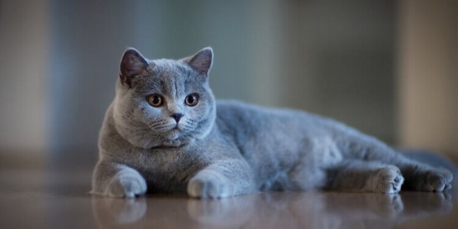 British Shorthair Kediler Kaç Kilo Olmalı?