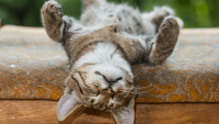 Yavru Kediler Neden Sürekli Uyur?