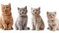 British Shorthair Kedileri Kaç Yıl Yaşar?