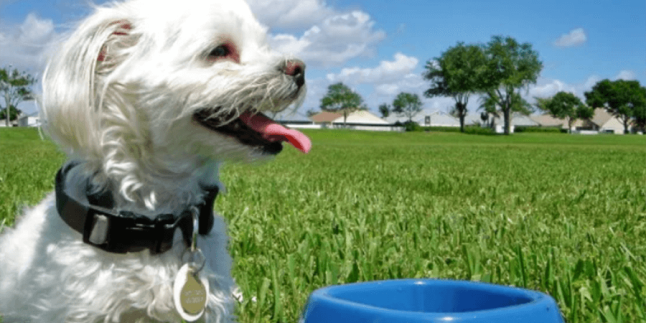 Maltese Terrier Beslenme İpuçları