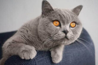 Kedilerle İlgili Sizleri Şaşırtacak 20 Bilgi