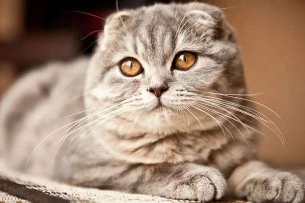 Scottish Fold 2025 Sahiplenme Fiyatları