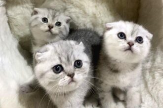 Scottish Fold Kedilerinin Renkleri Nelerdir?