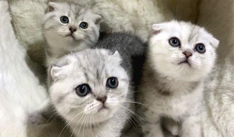  Scottish Fold Kedilerinin Renkleri Nelerdir?