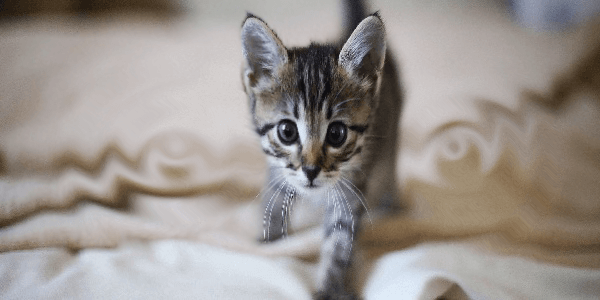  Yavru Kedi Beslenme ve Bakımı