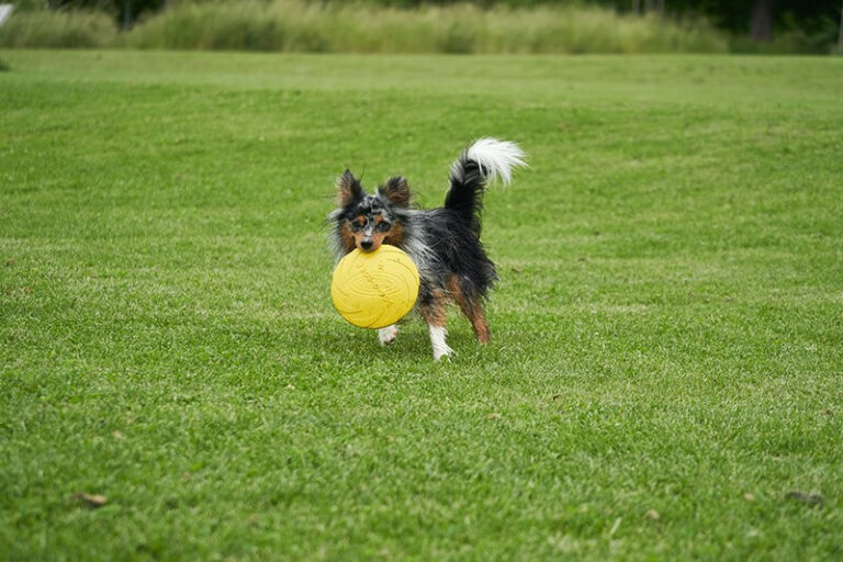 Köpeklerde Cinsiyet Dişi Köpek Erkek Köpek Sahiplenmenin