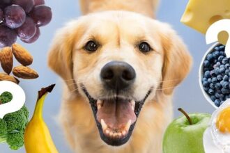Köpeklerin Yiyebileceği Meyveler