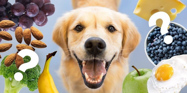  Köpeklerin Yiyebileceği Meyveler