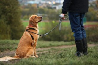 Köpek Sahiplenme Öncesi Bilinmesi Gerekenler