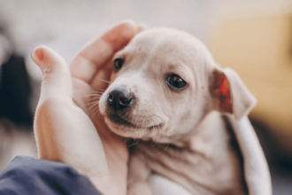 Yavru Köpek Sahiplenme: Yavru Köpeğinizin Eve Alışma Süreci