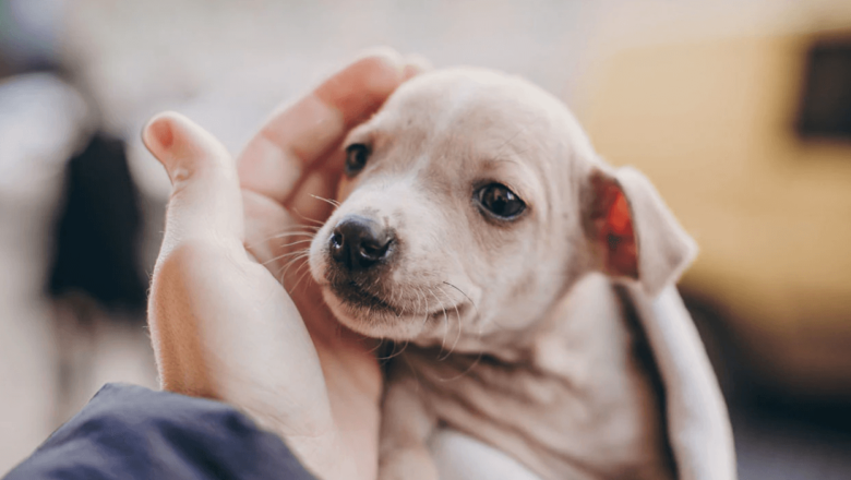  Yavru Köpek Sahiplenme: Yavru Köpeğinizin Eve Alışma Süreci