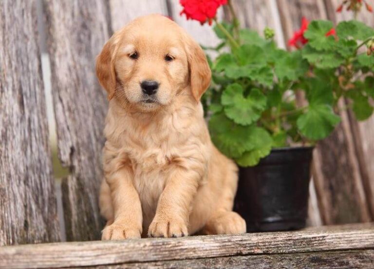 Yavru Köpek Sahiplenme Yavru Köpeğinizin Eve Alışma Süreci Türkiye
