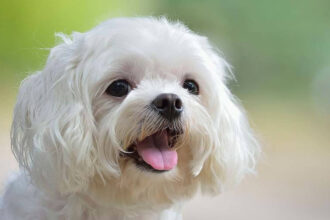 Maltese Terrier Dışarıya Hazırlık Nasıl Yapılır?