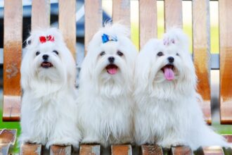 Maltase Terrier Sahiplerin Anlayabileceği 10 Madde