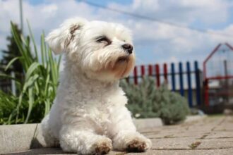 Maltese Terrier Sahibine Bağlı Kalır mı?