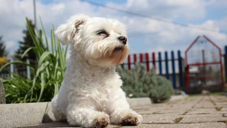  Maltese Terrier Sahibine Bağlı Kalır mı?