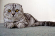 Scottish Fold Kedilerinde Yetişkinler Kaç Kilogram Olur?