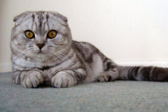 Scottish Fold Kedilerinde Yetişkinler Kaç Kilogram Olur?