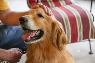 Golden Retriever Sahibine Sadık mıdır?