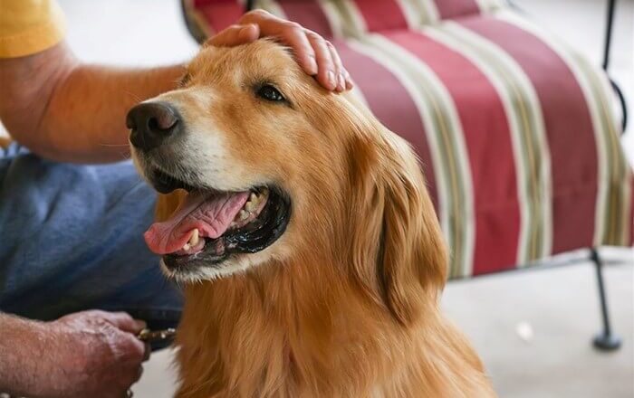  Golden Retriever Sahibine Sadık mıdır?