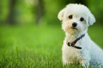 Maltese Terrier Bakımı Nasıl Olmalı