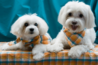 Maltase Terrier Bakım Maliyeti