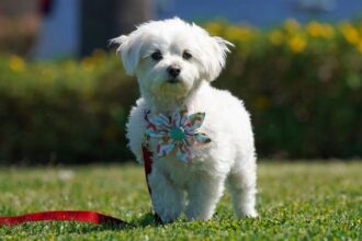 Maltese Terrier Evde Yalnız Kalabilir mi?