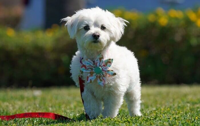  Maltese Terrier Evde Yalnız Kalabilir mi?