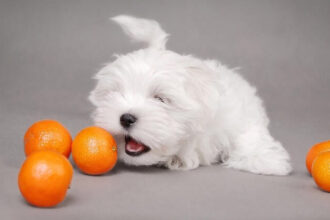 Maltese Terrier Meyve Yiyebilir mi?