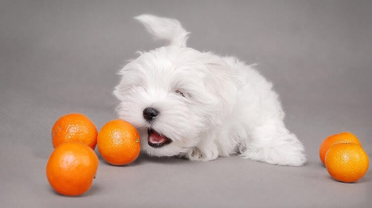  Maltese Terrier Meyve Yiyebilir mi?