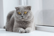 Scottish Fold Kedinizin Cildinin Sağlıklı Olması İçin Ne Yapmalısınız?