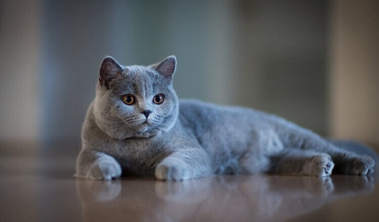  British Shorthair Kediler Kaç Kilo Olmalı?
