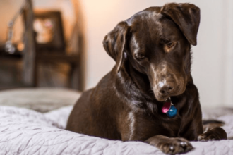 Köpekler Neden Dışkısını Yer?